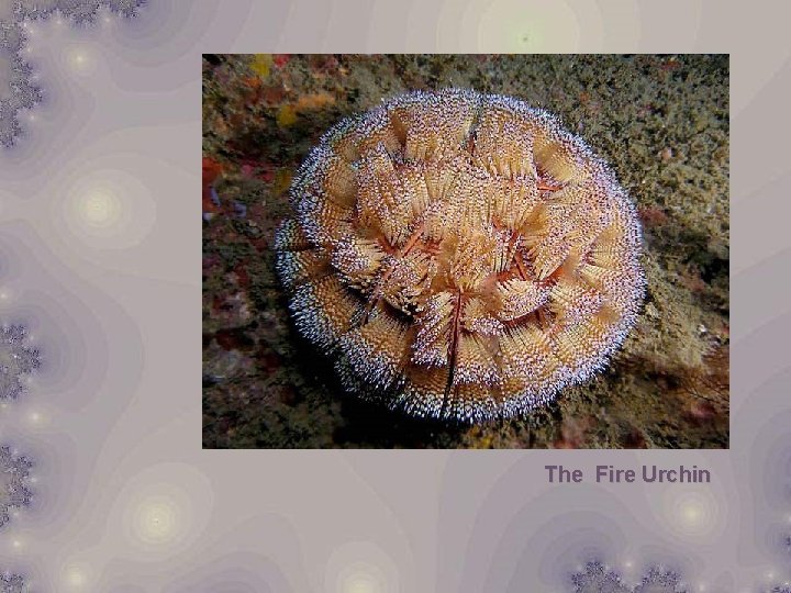 The Fire Urchin 