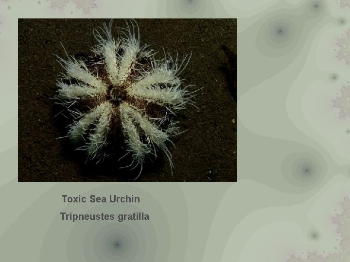 Toxic Sea Urchin Tripneustes gratilla 