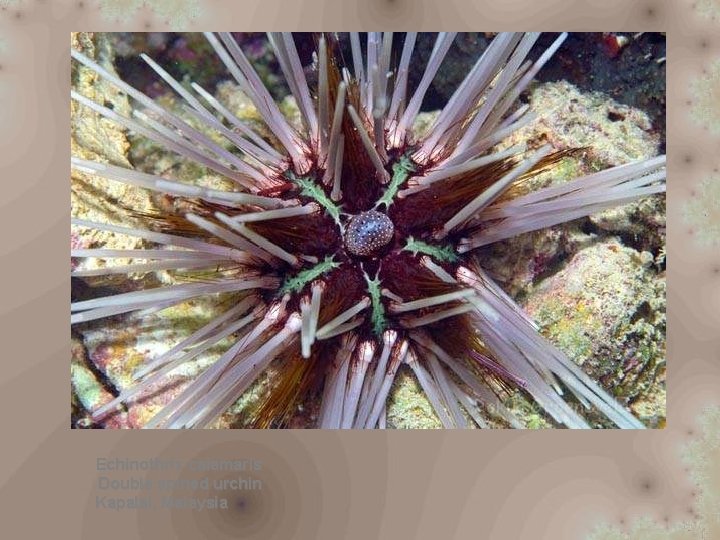 Echinothrix calamaris Double spined urchin Kapalai, Malaysia 