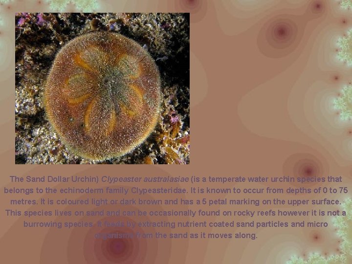The Sand Dollar Urchin) Clypeaster australasiae (is a temperate water urchin species that belongs