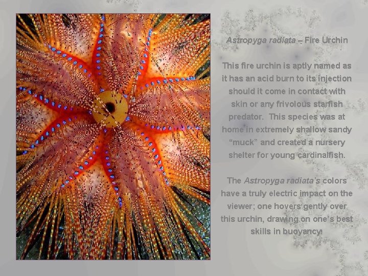 Astropyga radiata – Fire Urchin This fire urchin is aptly named as it has