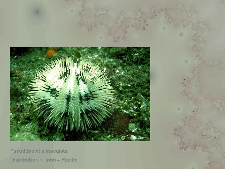 Pseudoboletia maculata Distribution = Indo – Pacific 