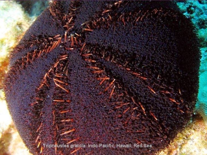 Tripneustes gratilla Indo-Pacific, Hawaii, Red Sea 