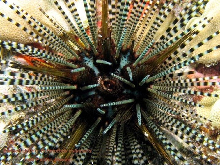 Banded Urchin Echinothrix calamaris Indo-Pacific, Hawaii 