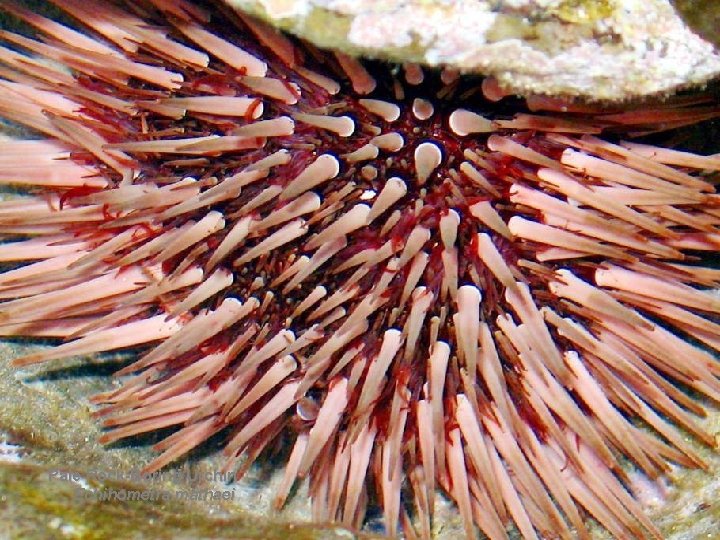 Pale Rock-Boring Urchin Echinometra mathaei 