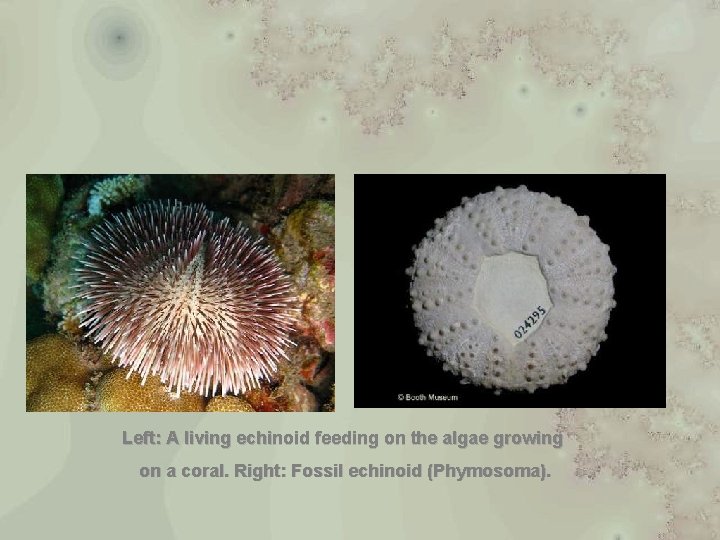 Left: A living echinoid feeding on the algae growing on a coral. Right: Fossil