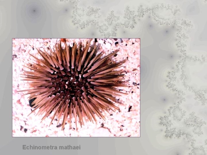 Echinometra mathaei 