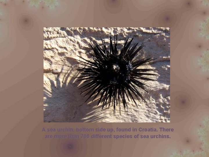A sea urchin, bottom side up, found in Croatia. There are more than 700