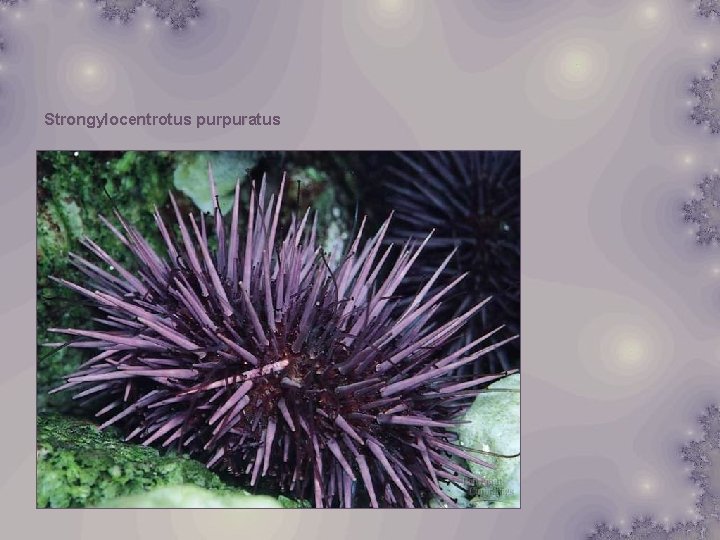 Strongylocentrotus purpuratus 