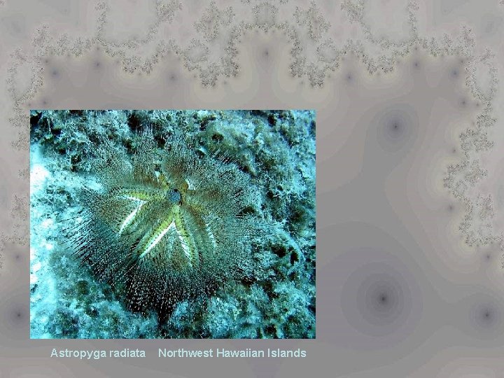 Astropyga radiata Northwest Hawaiian Islands 