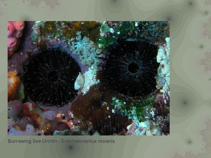 Burrowing Sea Urchin - Echinostrephus molaris 