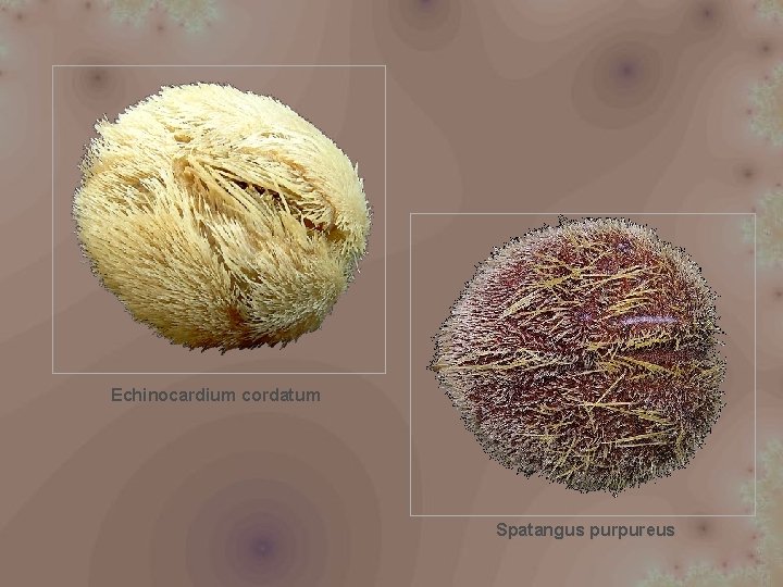 Echinocardium cordatum Spatangus purpureus 