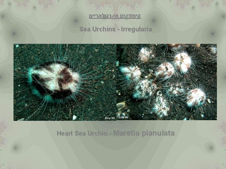  רגולאריים - קיפודי ים אי Sea Urchins - Irregularia Heart Sea Urchin -