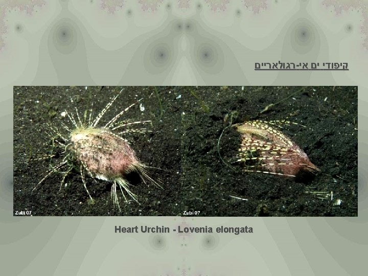  רגולאריים - קיפודי ים אי Heart Urchin - Lovenia elongata 