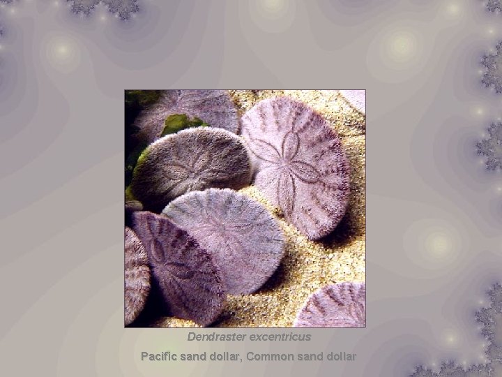 Dendraster excentricus Pacific sand dollar, Common sand dollar 