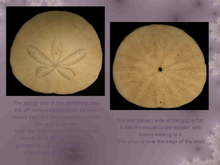 The aboral side of the shell) test (has the off-centered petalidium , as seen