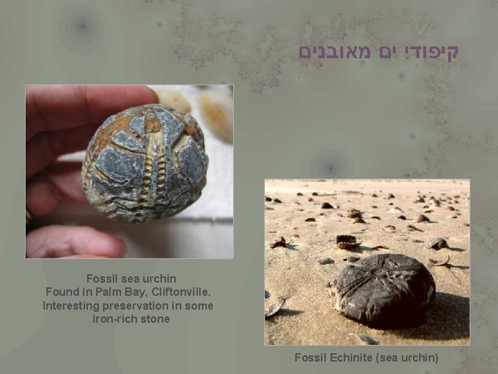  קיפודי ים מאובנים Fossil sea urchin Found in Palm Bay, Cliftonville. Interesting preservation