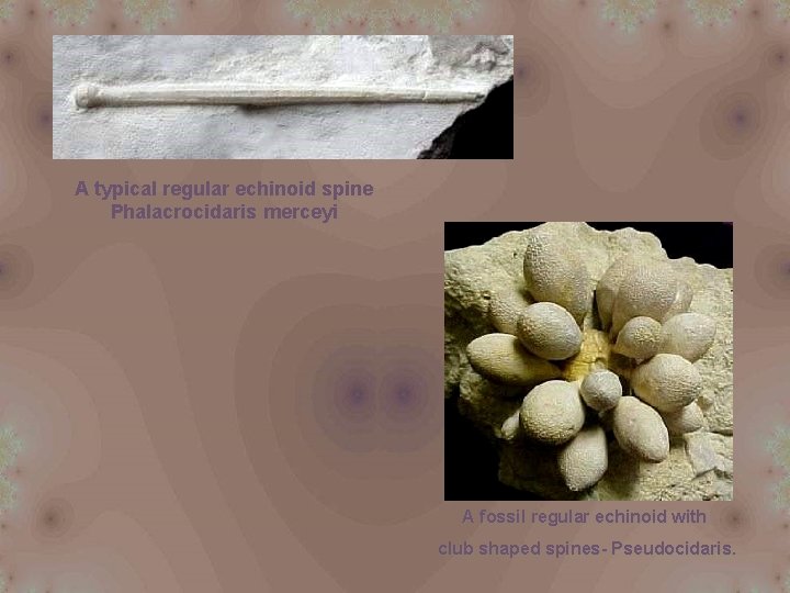 A typical regular echinoid spine Phalacrocidaris merceyi A fossil regular echinoid with club shaped