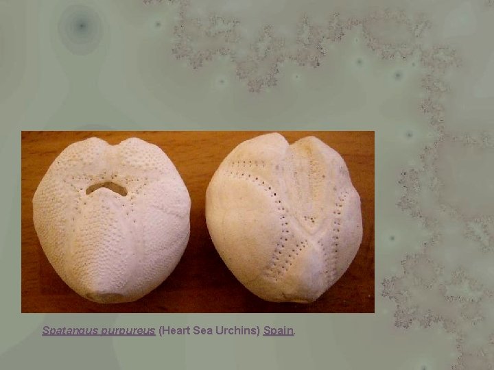 Spatangus purpureus (Heart Sea Urchins) Spain. 