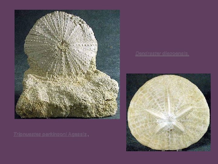 Dendraster diegoensis. Tripnuestes parkinsoni Agassiz , 