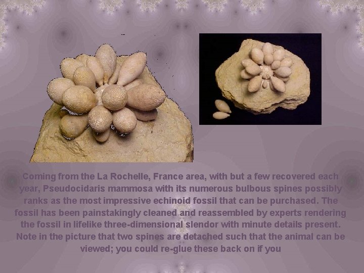 Coming from the La Rochelle, France area, with but a few recovered each year,
