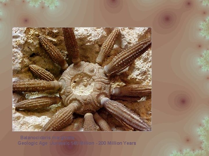 Balanocidaris marginata Geologic Age : Jurassic 140 Million - 200 Million Years 