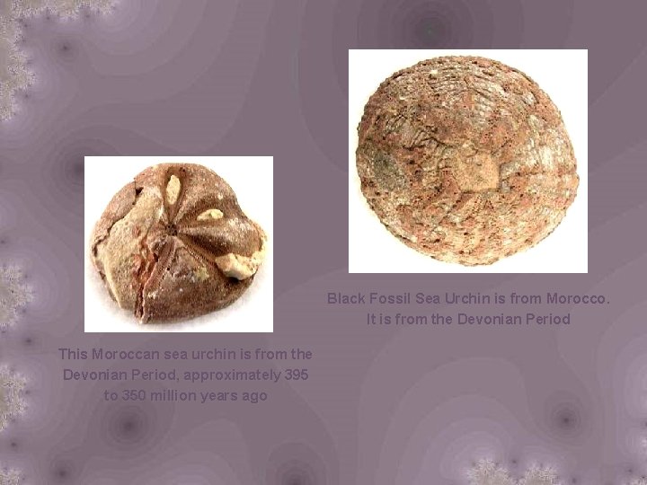 Black Fossil Sea Urchin is from Morocco. It is from the Devonian Period This