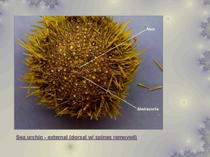 Sea urchin - external (dorsal w/ spines removed) 