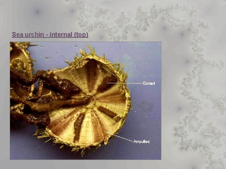 Sea urchin - internal (top) 