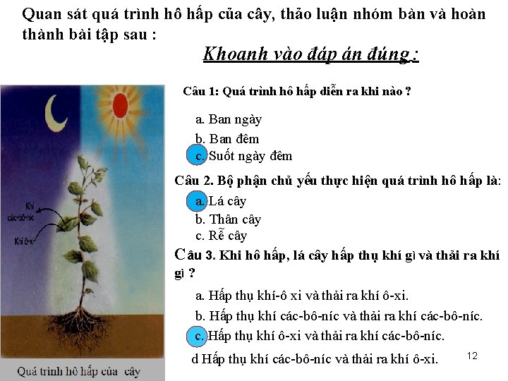 Quan sát quá trình hô hấp của cây, thảo luận nhóm bàn và hoàn