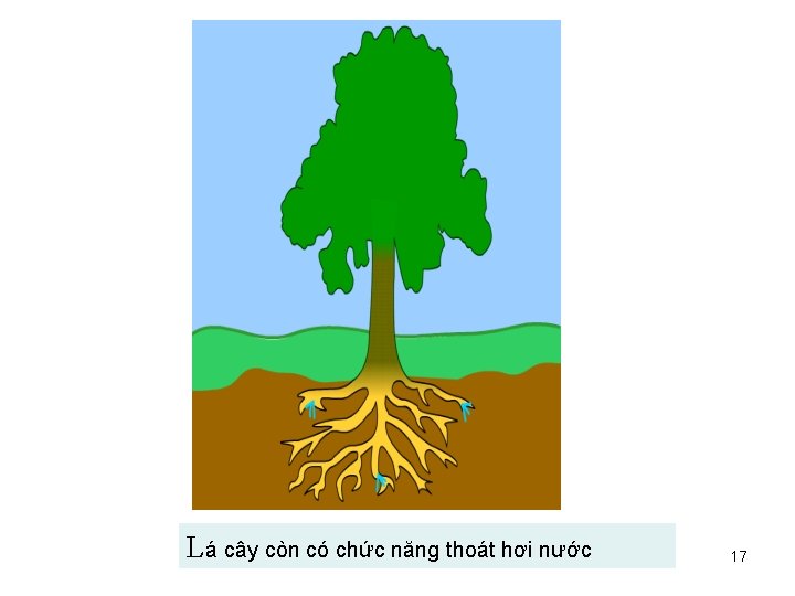 Lá cây còn có chức năng thoát hơi nước 17 