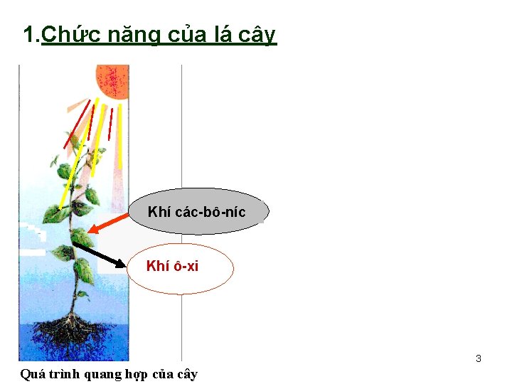 1. Chức năng của lá cây Khí các-bô-níc Khí ô-xi 3 Quá trình quang