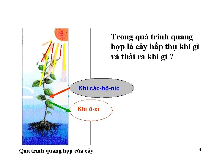Trong quá trình quang hợp lá cây hấp thụ khí gì và thải ra