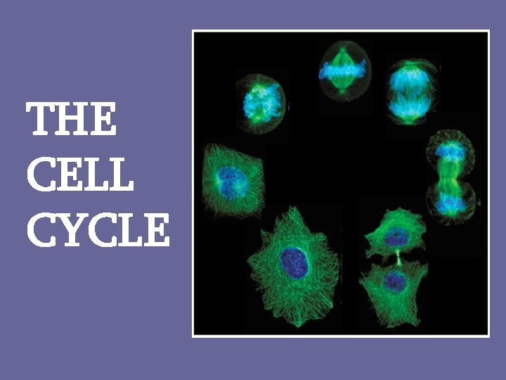 THE CELL CYCLE 