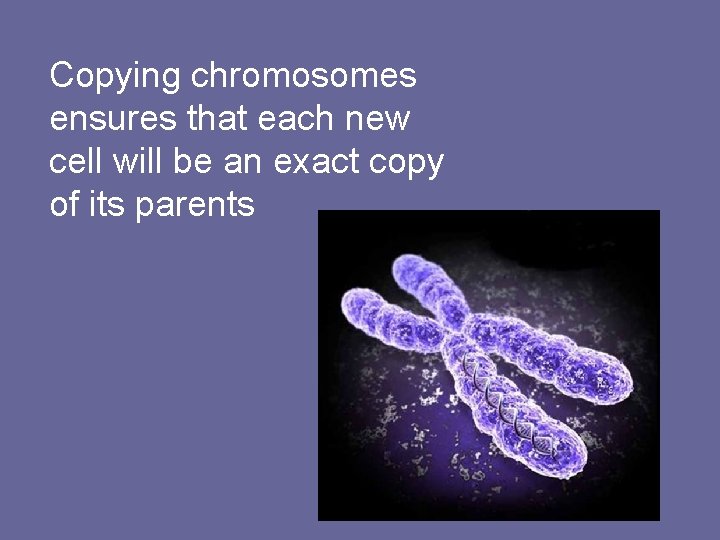 Copying chromosomes ensures that each new cell will be an exact copy of its