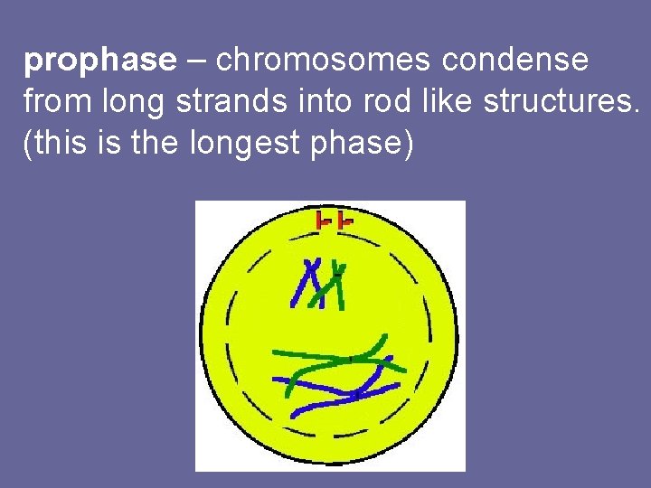prophase – chromosomes condense from long strands into rod like structures. (this is the