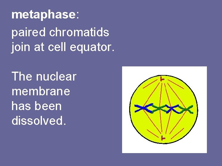 metaphase: paired chromatids join at cell equator. The nuclear membrane has been dissolved. 