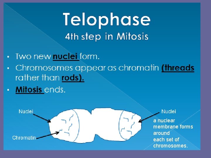 a nuclear membrane forms around each set of chromosomes. 