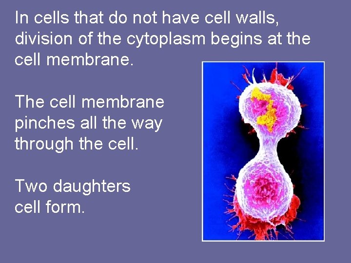 In cells that do not have cell walls, division of the cytoplasm begins at