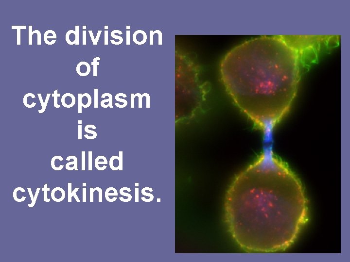 The division of cytoplasm is called cytokinesis. 