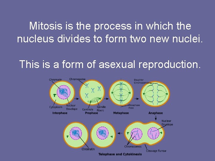 Mitosis is the process in which the nucleus divides to form two new nuclei.