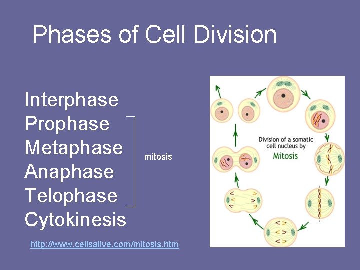 Phases of Cell Division Interphase Prophase Metaphase Anaphase Telophase Cytokinesis mitosis http: //www. cellsalive.