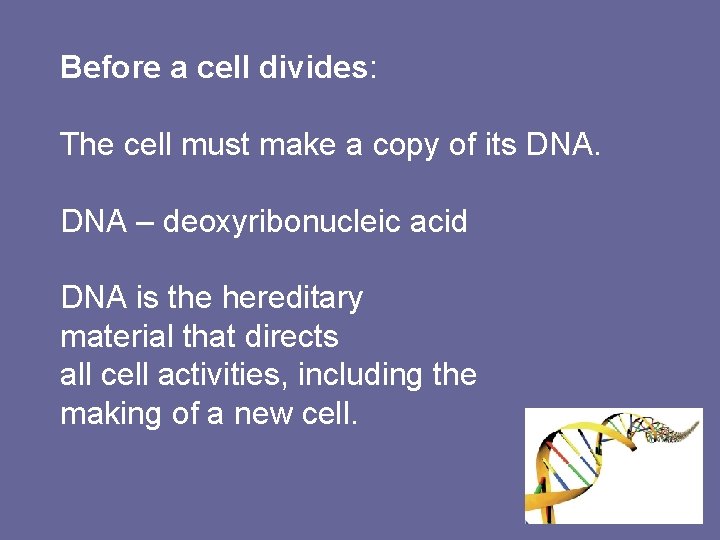 Before a cell divides: The cell must make a copy of its DNA –