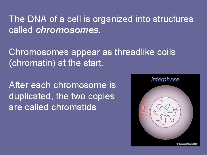 The DNA of a cell is organized into structures called chromosomes. Chromosomes appear as