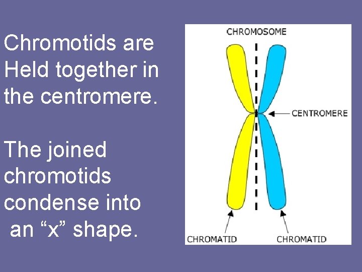 Chromotids are Held together in the centromere. The joined chromotids condense into an “x”