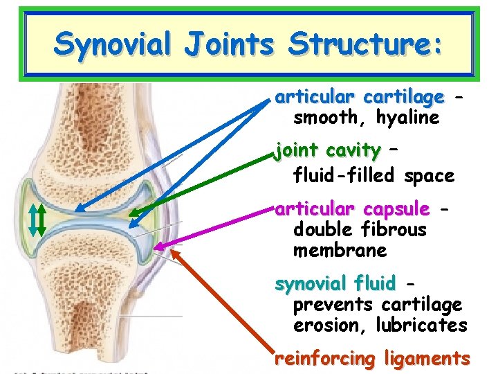 Synovial Joints Structure: articular cartilage smooth, hyaline joint cavity – fluid-filled space articular capsule