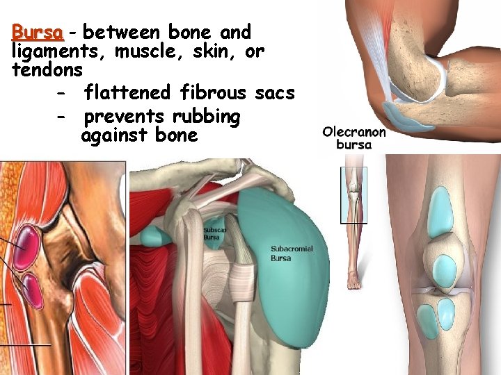  • Bursa - between bone and ligaments, muscle, skin, or tendons - flattened