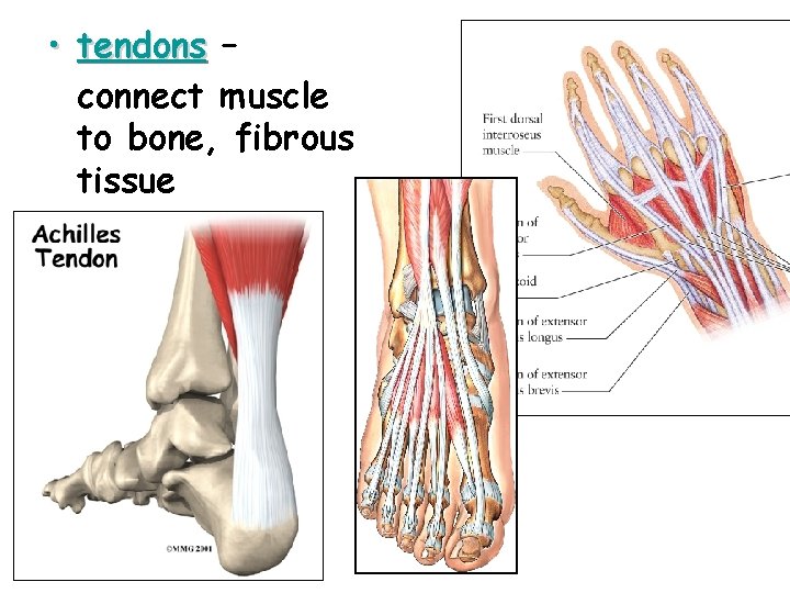  • tendons – connect muscle to bone, fibrous tissue 