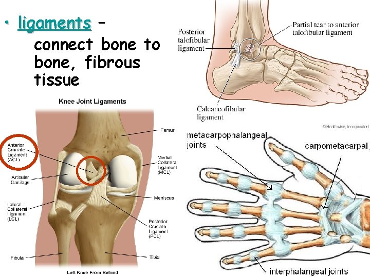  • ligaments – connect bone to bone, fibrous tissue 