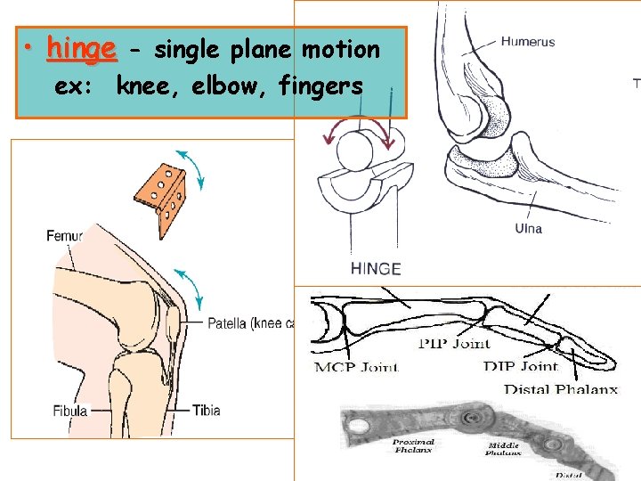  • hinge - single plane motion ex: knee, elbow, fingers 